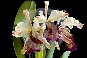 Dowiana Orchid