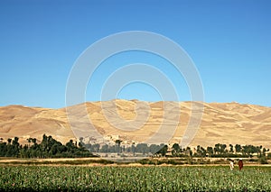 Poppy fields with farmers near Dowlatyar in Ghor Province, Afghanistan photo