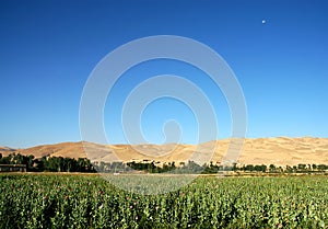 Poppy fields with moon in the sky near Dowlatyar in Ghor Province, Afghanistan photo