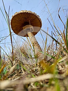 Down below view of a mushroom in the grass during autumn