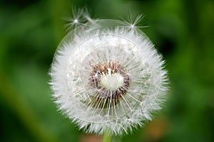 Down of dandelion