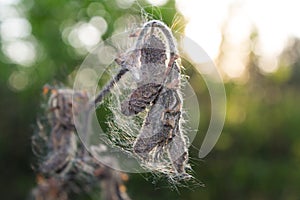 Down on a dried flower