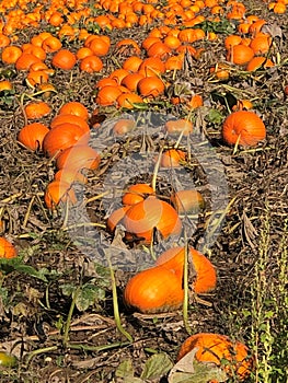 Down on the Farm : Pumpkin Patch