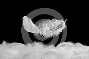 Down Feathers. Soft White Fluffly Feather Falling in The Air. Swan Feather on Black Background