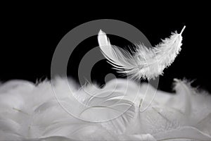 Down Feathers. Soft White Fluffly Feathers Falling in The Air. Floating Feather. Swan Feather on Black Background