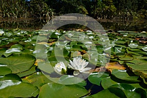 White water lilies down at the pond