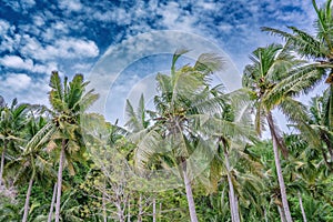 Down up photos of palms at jungle forest edge with blue cloudy sky as a background. Nusa Penida, Bali, Indonesia