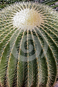 Down view of cactus close up