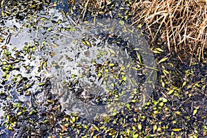 Down View Onto A Weed Filled Pond