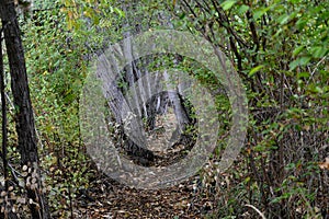 Down a Wooded Trail