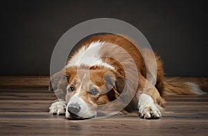 A downcast border collie dog lies on a wooden floor photo
