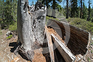 Downed log in a forest, advanced decay