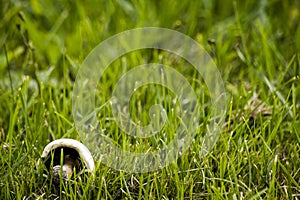 Downed mushroom in the grass