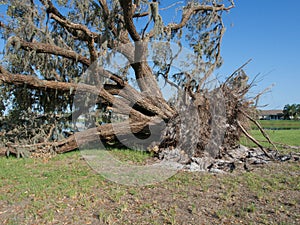 Downed Oak Tree and its Root