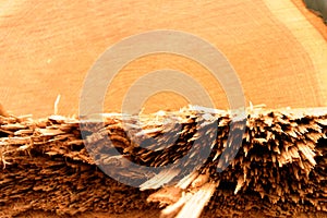 Downed oak tree's detail