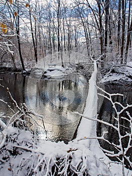 Downed Tree Across Creek in Winter Forest, Fresh Snow