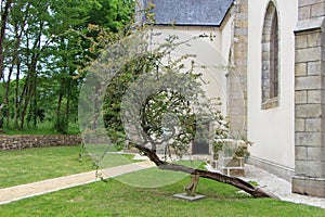 Downed tree in front of Plas Kaer chapel in Crach
