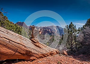 Downed Tree in Kolob Canyon