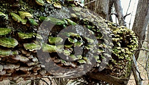 Downed tree lined with aging fungi on our hike on the woods of Jenningsville Pennsylvania