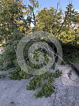 Downed tree during tropical storm Isaias