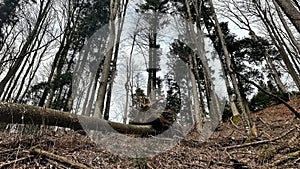 Downed trees in the forest