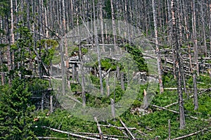 Downed trees in High Tatras