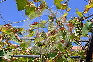 Downey mildew on grapes photo