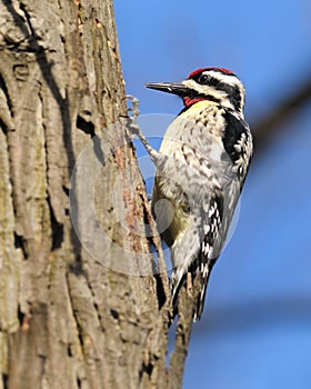 Downey Woodpecker