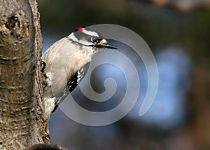 Downey Woodpecker I