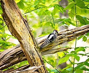 Downey Woodpecker in Roswell Riverwalk Park in Roswell Georgia.