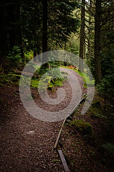 Downhill path in forest