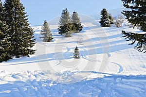 Downhill skiing tracks in snow forest