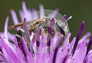 Downland furrow-bee, Halictus compressus on knapweed