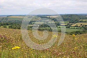 Downland and wildflowers