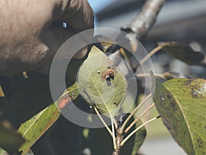 Downside of leaf of pear leaf - rust