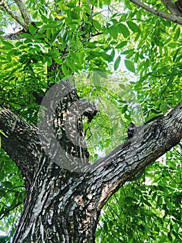 Downside view of Chestnut tree in forest of Dehradun, Uttrakhand