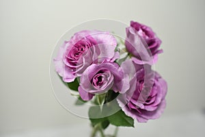 Downton Abbey roses