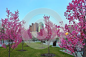 Downtown Columbus, Ohio with blooming Red Buds