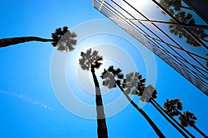 Downtown Los Angele palm trees in front of the sun and blue sky and skyscrapers