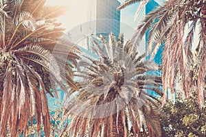 Downtown; Palms and skyscrapers in the city of Los Angeles. Vintage toning