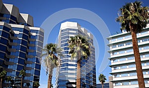 A Downtown View of Palms and Buildings