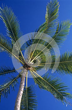 Downview of Palm trees leaves at Mauritius Island photo