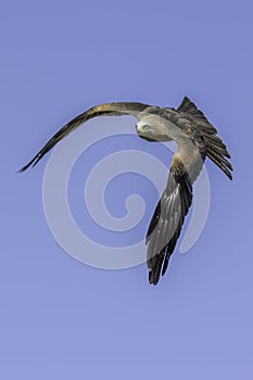 Downward flapping stroke bird of prey flight