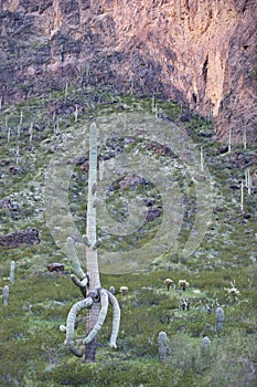 Downward sweeping arms on Saguaro cactus at Picacho Peak