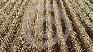 Downward view of cut wheat fields forming rows of stubble