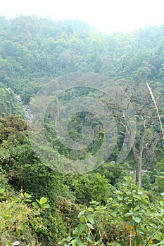 Downward view from mountain top, filled with greenness