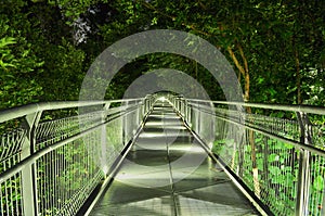 Downward walkway surrounded by trees