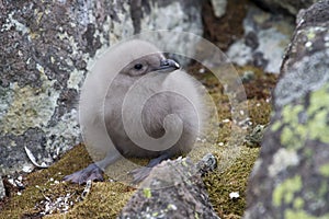 Downy chick South Polar Skua among the rocks
