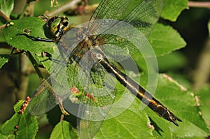 Downy Emerald Dragonfly