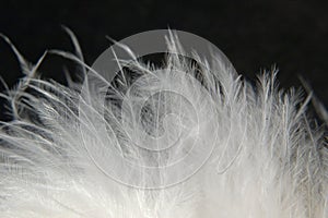 Downy Feathers 1 photo